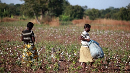 Des jeunes filles récoltent du coton biologique, le coton premier choix que produit le Burkina Faso. © Getty Images