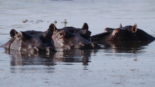 Actuellement, la population d’hippopotames dans le parc national de Luangwa Sud est de 13.000, alors que Luangwa ne peut accueillir que 5.000 hippopotames
